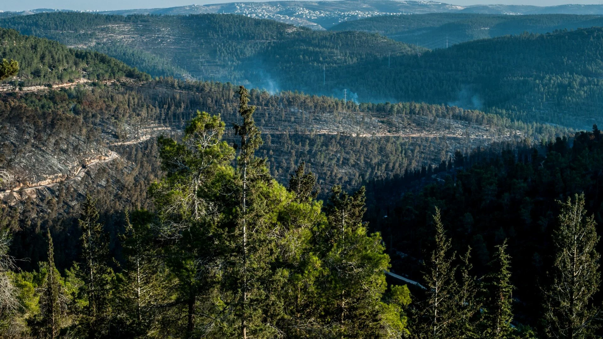 Imagen destacada de Curso Derecho Forestal
